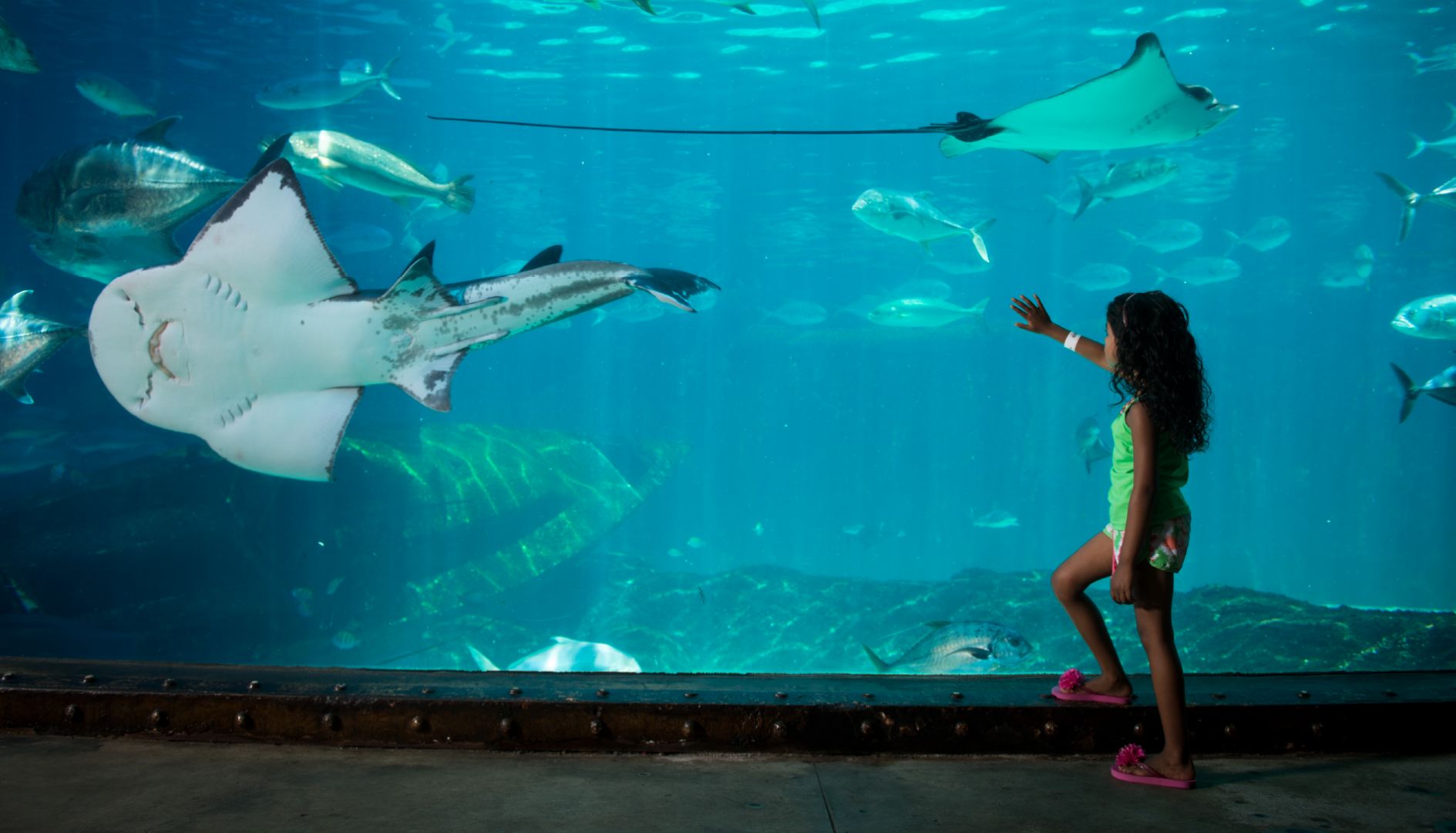 uShaka Marine World Aquarium